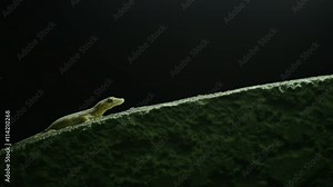 Thailand common house gecko walk on the wall