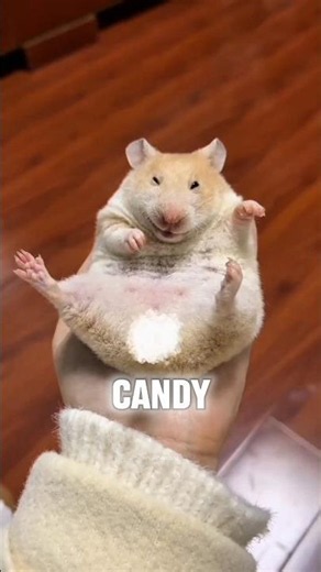 This Jelly Ball Is Actually A Hamster! 🐹😂#shortsfeed