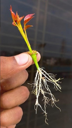 How to Grow Roses from Seeds at Home (Step-by-Step)