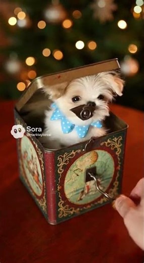 Fluffy Dog Surprises You from a Vintage Jack-in-the-Box! 🐶🎉