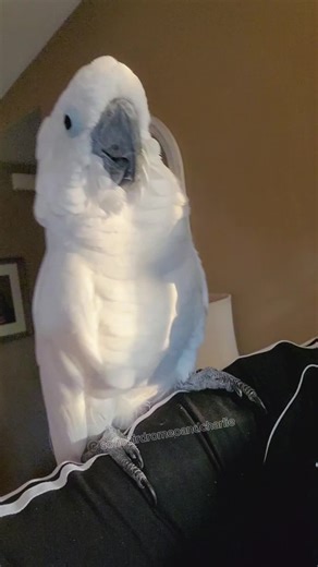 The music starts playing and Romeo starts swaying. He really feels the music. He's such an incredible bird ❤️❤️ #sofiebirdromeoandcharlie #parrotsoftiktok #birdsoftiktok #creatorsearchinsights #funnyparrotvideos