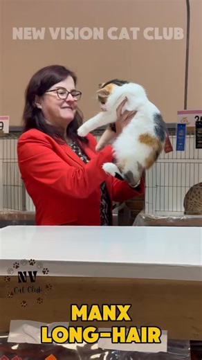 338 reactions · 9 comments | 퐌퐀퐍퐗 (퐋퐎퐍퐆 퐇퐀퐈퐑). 푀푋 푆푇퐴푇퐼푂푁 푀퐴퐵퐸 푂퐹 퐷퐸푌퐷푅퐸퐴푀. Judge Marilee Griswold. Kitten Class Judging. #cfacatshow #manx #manxcat #manxcatsofinstagram #manxcats | New Vision Cat Club | Facebook