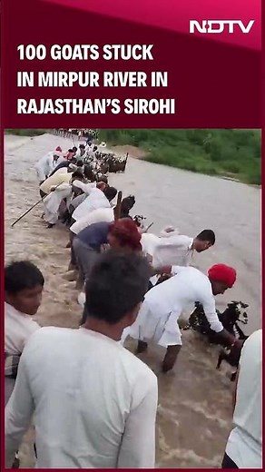 Sirohi Goat Rescue | Around 100 Goats Stuck In A Raging River In Rajasthan's Sirohi