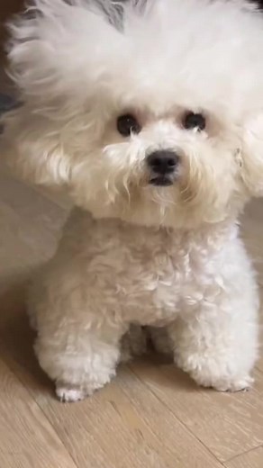 #bunquystoc #poodle #cute #dog #puppy #cunyeu #pet