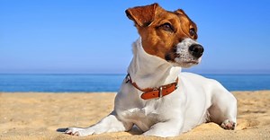 Jack Russell