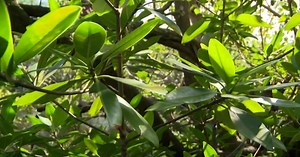South Florida man aims to plant one million mangroves