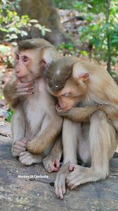 Poor Two Baby Monkey Brothers With Tearful Eyes Sitting Close Together, Hungry and Hoping for Food – A Powerful Wild Forest Moment of Love and Survival | Monkey Of Cambodia
