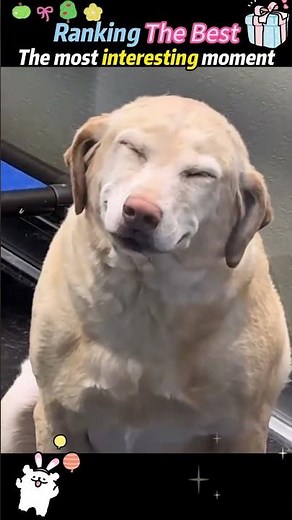 The dogs were grinning from ear to ear.🐶🐕🦮🐕‍🦺🐩 #dog #funny #foryou #pets #cutedog #fyp