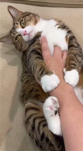 【四肢挟み】お腹を見せて転がる猫、触れた手を前足と後ろ足で挟んだ #cats #short #猫 #cat #猫ミーム