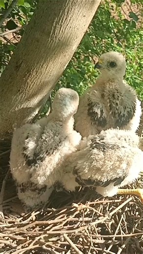 Eagle babies getting ready to fly from the nest (p5) #viral #trending #shortvideo #shorts