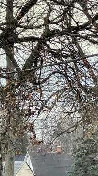 Started throwing apples at squirrels! PART 2 of 3 - The MAZE...