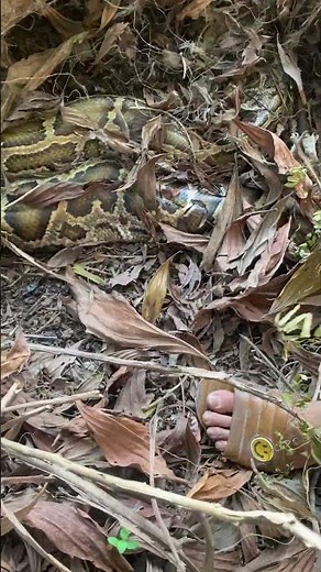 Giant Python Discovered Hiding Deep Inside Thick Bushes | Shocking Wildlife Encounter!