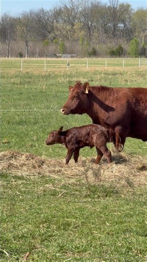 Boy or girl?!! #genderreveal #calf #newborn #farmlife #springvibes #cattle #agriculture