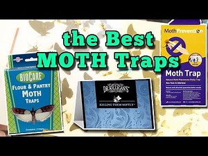 How To Get Rid of Pantry & Clothes Moths? 🦋 We Tried Six Traps.