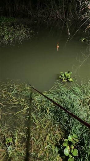 It's time to show your true fishing skills #The spirit of angler's is unparalleled