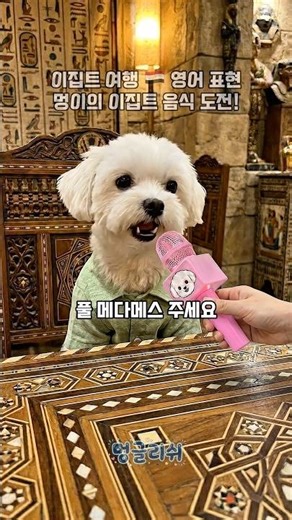 이집트 여행 🇪🇬 멍이의 이집트 음식 도전! #영어회화