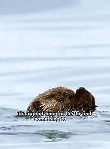 67K views · 1.5K reactions | Sea otter full ep #animals #SeaOtter #otter | Animal Documentary | Facebook