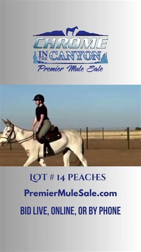 Lot #14 Peaches sells ‪@PremierMuleSale‬ May 9, 2026 #peaches #gentle #trailmule
