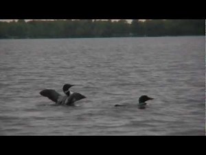 Mesmerizing Moment: Loon's Graceful Landing on a Tranquil Lake