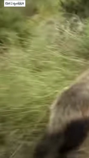 Honey Badger | Find Out Why You SHOULDN’T Challenge It! #honeybadger #honeybadgerdontgiveashit #honeybadger_cap #honeybadgerdontcare #honeybadgers #tiger #lion #forest #animals #animal #animallovers #animalsofinstagram #fyp #fypシ #fypage #trending #nature #wild #wildanimals #wildlife #documentary #reels #reel #viral #viralvideos #feed #feedfeed