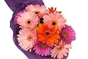 Assorted Gerbera Daisy Bouquet (10 Stems) - Without Vase