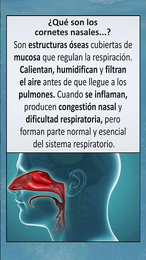 ¿Qué son los cornetes nasales?