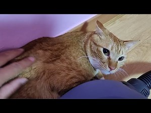 After a chase eventually caught the cat. It's my first time in 3 years.