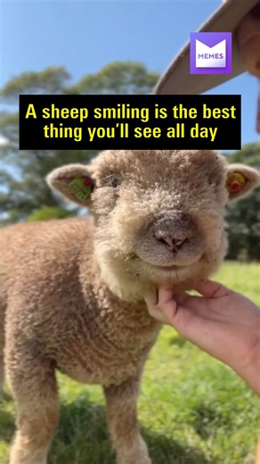 33K views · 359 reactions | That is one photogenic sheep | Memes | Facebook