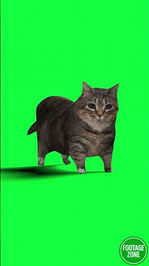 OIIAOIIA Cat Spin Meme (4K Green Screen) 😹🎶#cat #catmeme #oiiaoiia #cats #meme #fyp