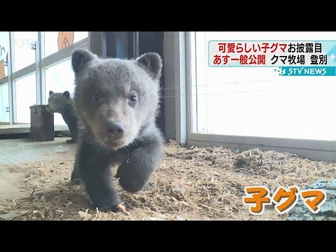 元気に歩き回る！“子グマ５頭”お披露目 のぼりべつクマ牧場 一般公開は２７日から