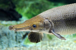 Discover the Largest Alligator Gar Ever Caught