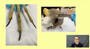 42 reactions · 6 comments | Have you ever noticed the different types of feet that birds have? Join Wildlife Rehabilitation Technician, Ioana Seritan, as she shares a fun anatomy lesson on three of the main bird feet types we see in care: | International Bird Rescue | Facebook