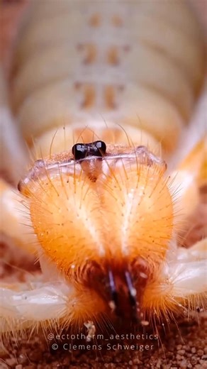 Discover nature on Instagram: "A beautiful video by @ectotherm_aesthetics Thank you for sharing Clemens. Be sure to extend your support by visiting this beautiful gallery and photographer. Despite their intimidating name, camel spiders are neither true spiders nor scorpions, but belong to a unique order of arachnids called Solifugae. They are famous for their massive, powerful jaws and impressive speed, though most of the urban legends about their size and danger to humans are greatly exaggerate