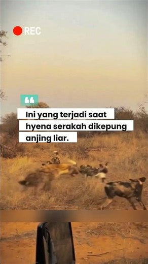 Hyena Rakus Kena Batunya⁉️ Dikeroyok Anjing Liar #shorts #wildlife