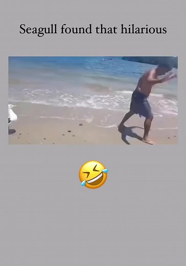 Seagull Laughs at Falling Man's Epic Reaction
