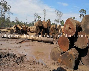 [Hot Item] China Sawn Timber Supplier