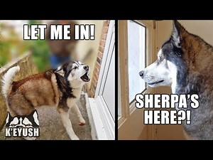 Caught the Moment my Husky Realise his Best Friend Arrived!