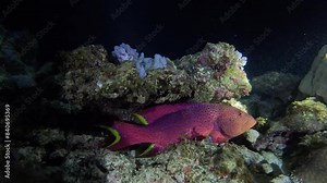 Coral Hind, also known as a Coral Grouper or Cephalopholis miniata. It’s a species of marine fish in the family Serranidae, recognized for its striking red to orange color with many small blue spots.