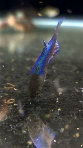 Betta Fish Show – Stunning Colors & Full Fin Display | Liana Fish 🔥🐠 #Shorts