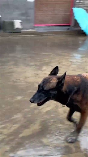 At First I Thought I Had Raised A Dog, But Later I Found I Had Gained A Family Member. #cute #pets