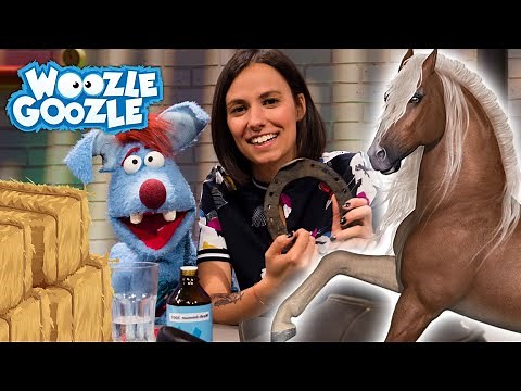 Wie trainiert man ein Pferd? l WOOZLE GOOZLE