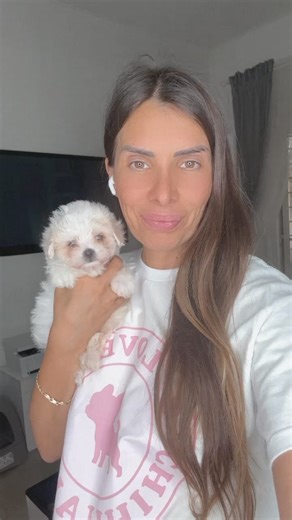 Ecco chi sono i maltipoo 💘💘 | Love Chihuahua