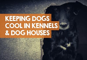 How to Keep a Dog Cool in a Kennel / Dog House in Summer (Video)