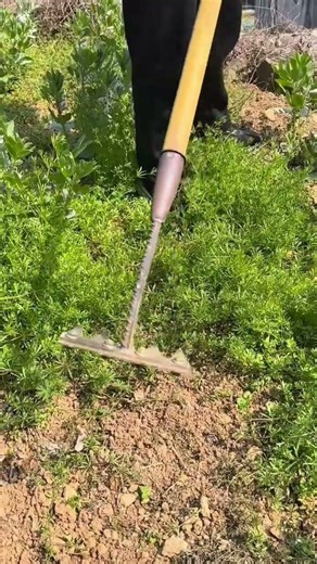 Effortlessly Removing Weeds and Tilting Soil Using a Specialized Four-Pronged Garden Hoe