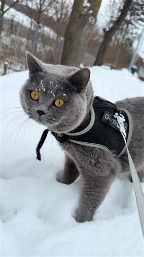 🤗🤣🤣 o zi frumoasă tuturor #bughy #cat #fyp