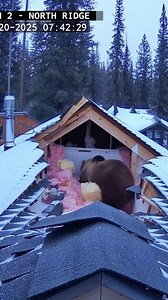 36K views · 82 reactions | “Bear Crashes Through Cabin Roof”...