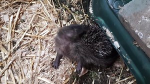 This behaviour is called self anointing. Nobody really know why they do it but they always do (!) when they come in contact with something new... One of the theories is that it acts as a sort of memory bank in the brain for when they come across the smell again. It's really interesting and so funny to watch especially the ones that haven't even got their eyes open yet! This chap has just gone into one of the outdoor pens with his litter mates so everything is knew to him. He will be self anointi