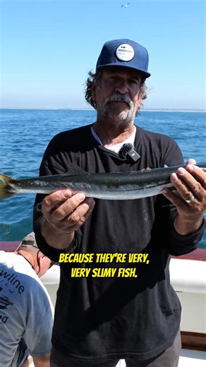 30K views · 317 reactions | This is a California Barracuda! #barracuda #californiabarracuda #fish | Your Saltwater Guide | Facebook