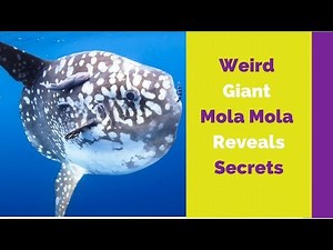 The Ocean sunfish facts amazing facts about sunfish adaptations