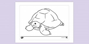 Giant Tortoise Colouring Sheet